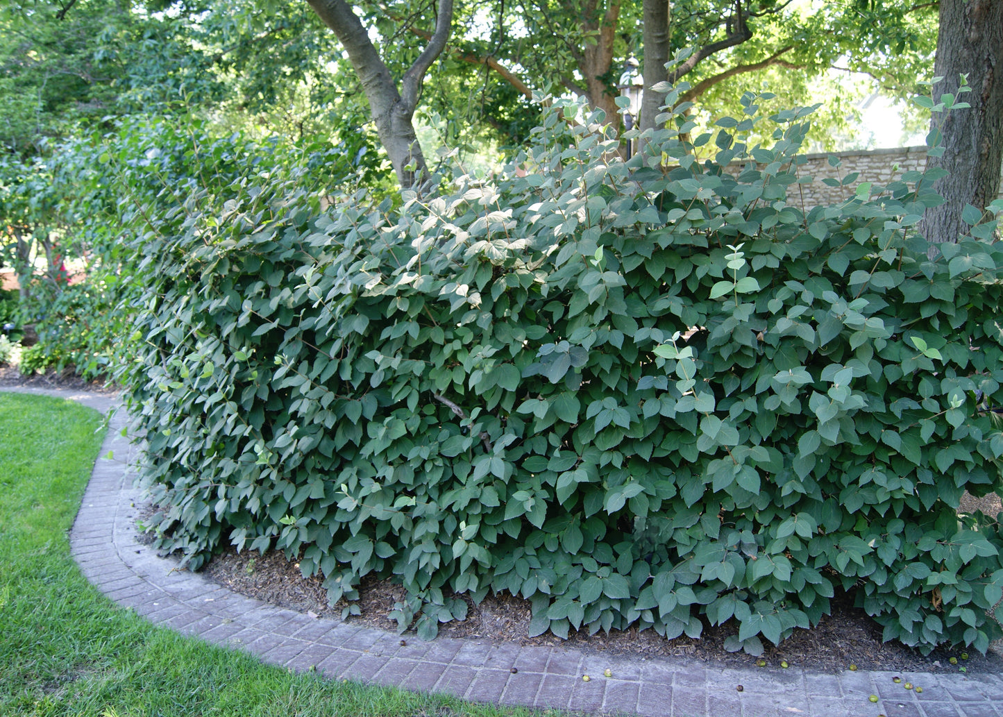 Viburnum, Fragrant Judd (Viburnum)