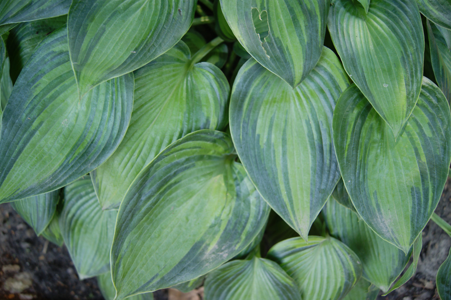 Plantain Lily 'June' (Hosta)