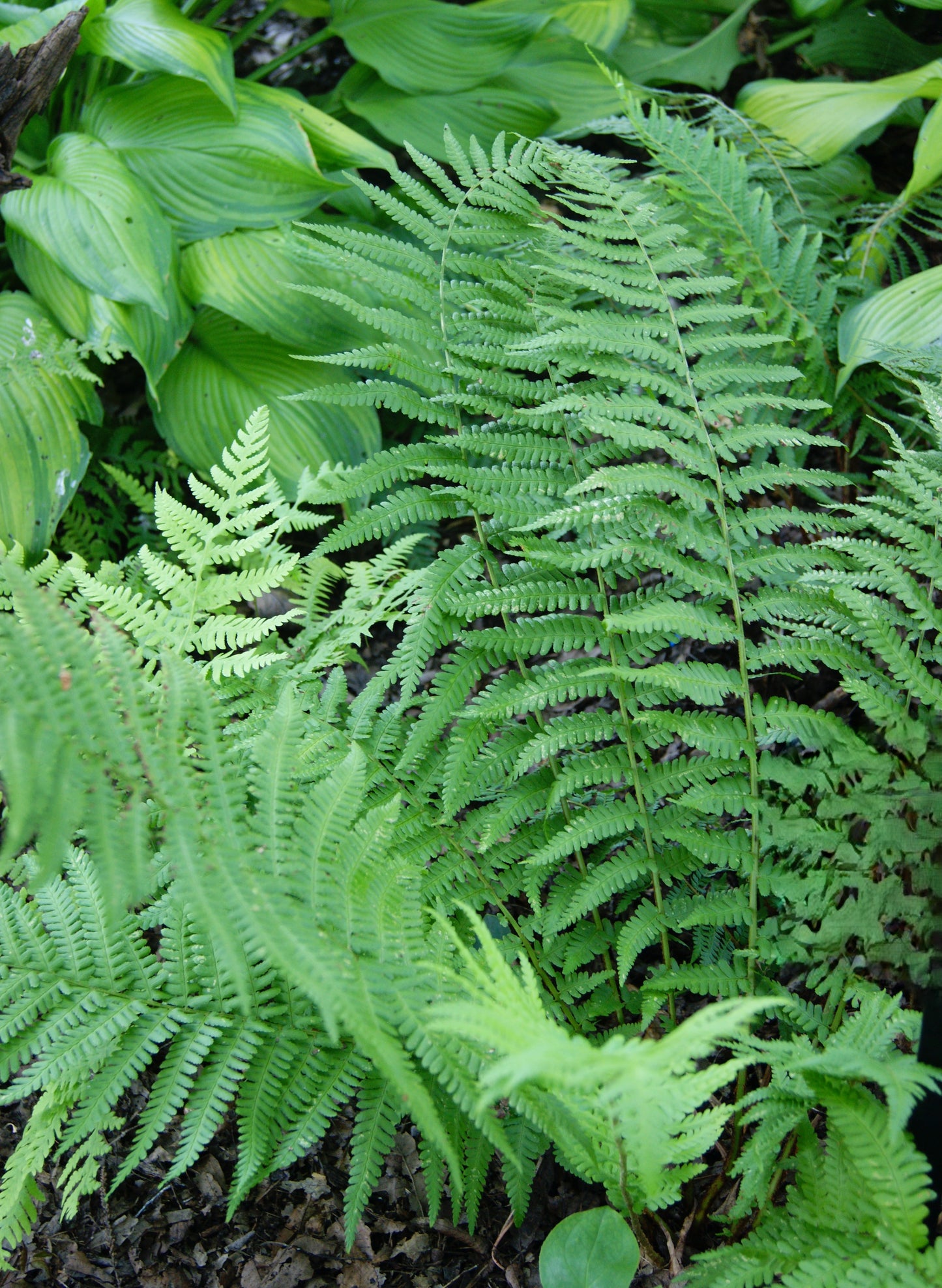 Fern, Soft Shield (Polystichum)