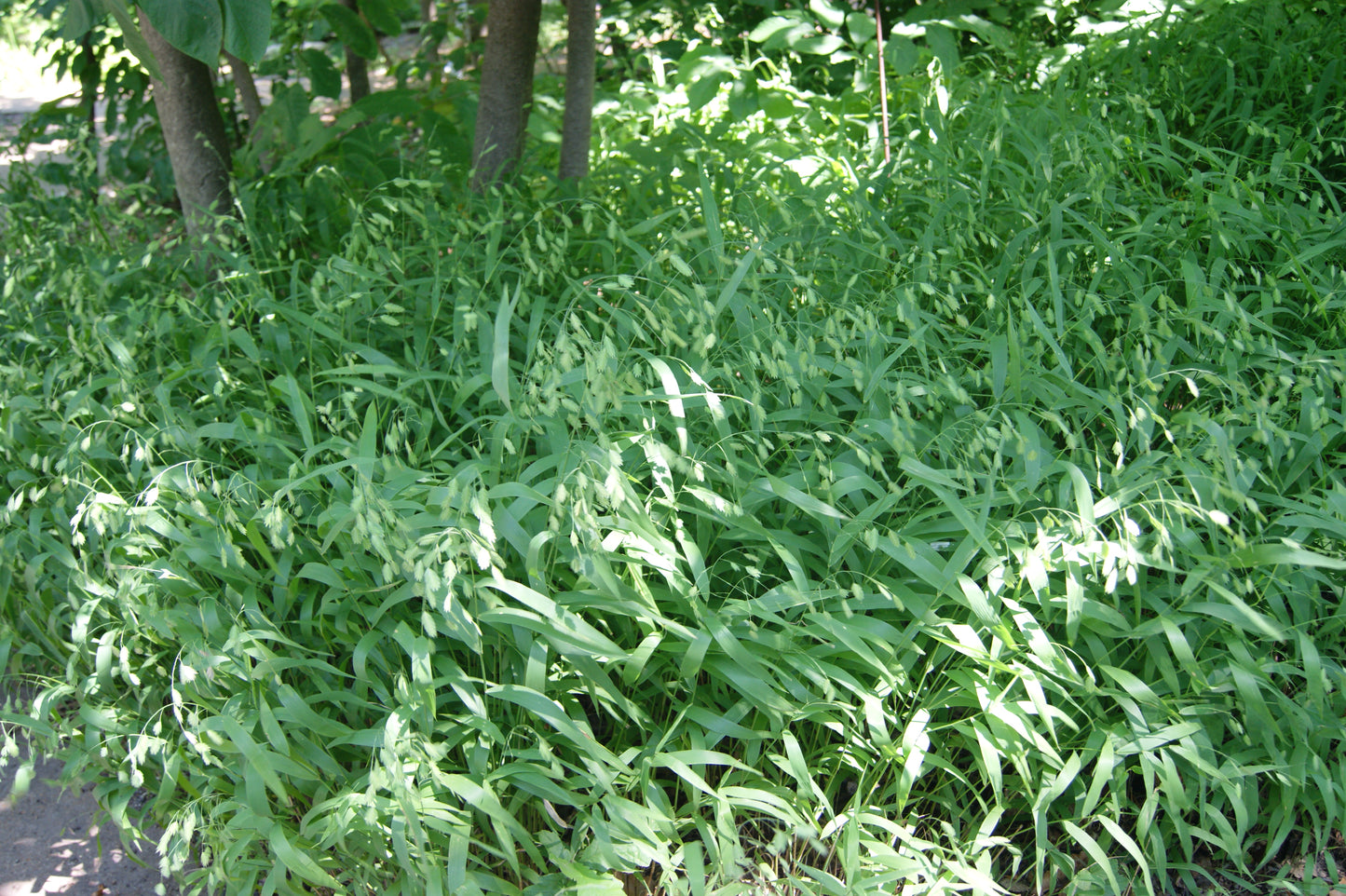 Grass, Native Northern Sea Oats (Chasmanthium)