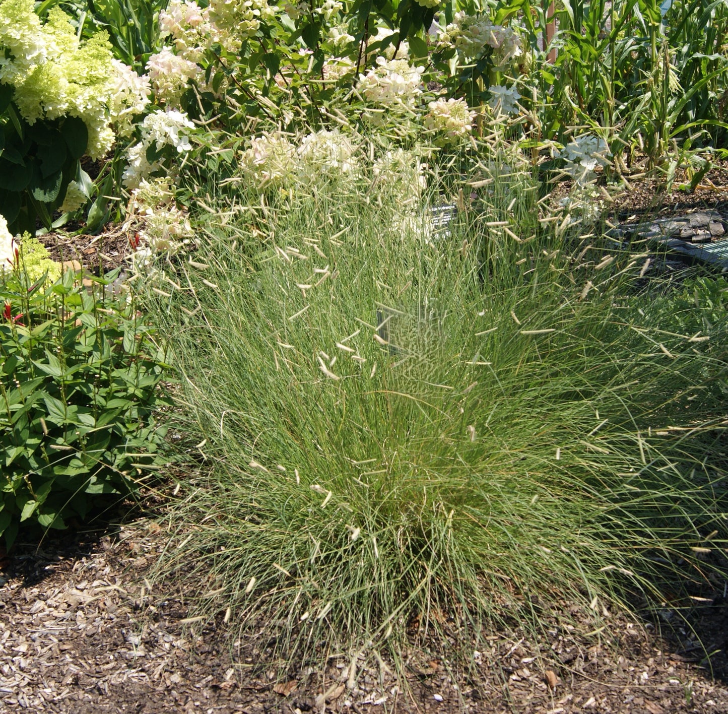 Grass, Blue Grama 'Blonde Ambition' (Bouteloua)