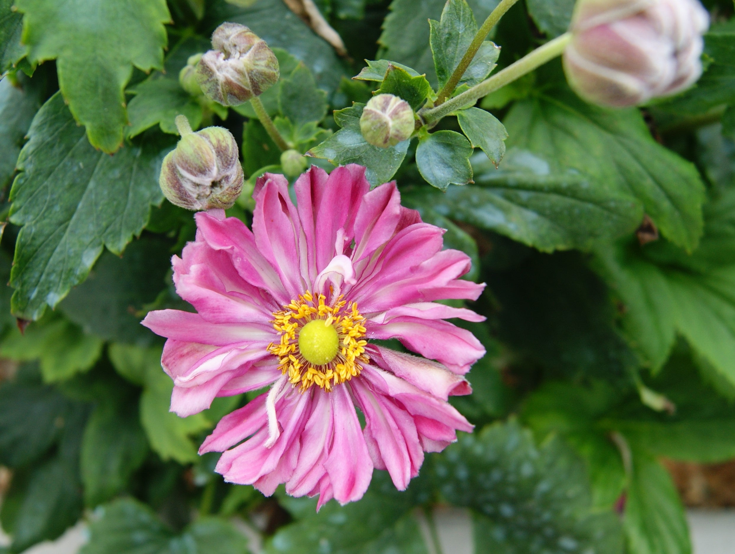 【一点もの】流木 ウィービングタペストリー 『Sea anemone.2』 一点もの】流木 ウィービングタペストリー 『Sea anemone.2』