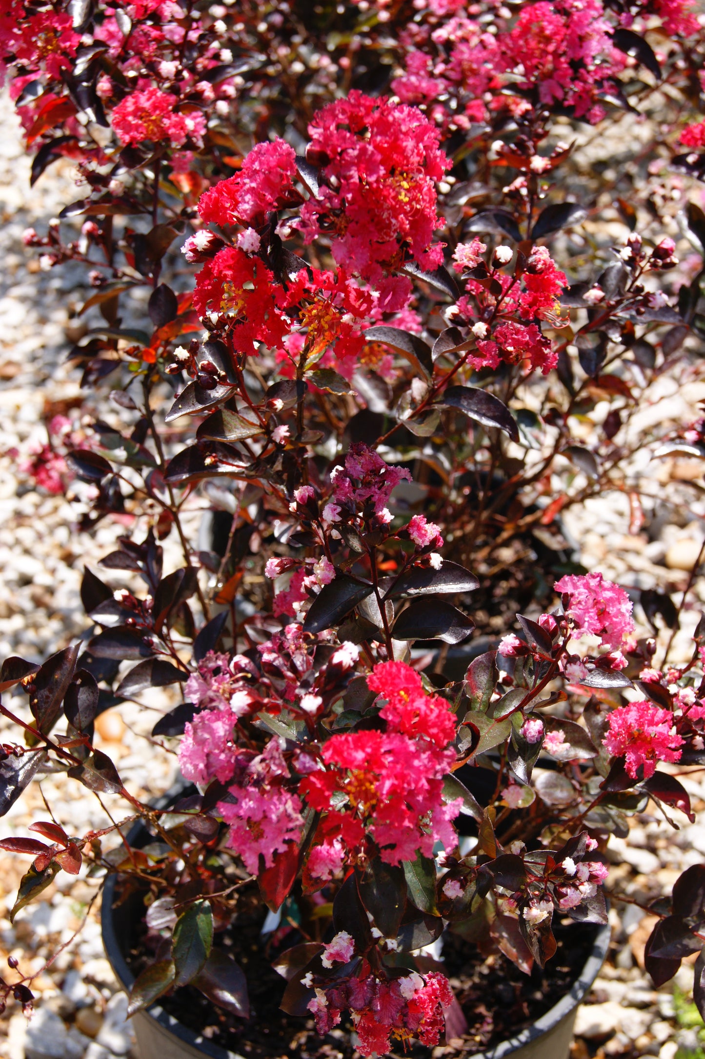 Crape Myrtle 'Double Dynamite' (Lagerstroemia)