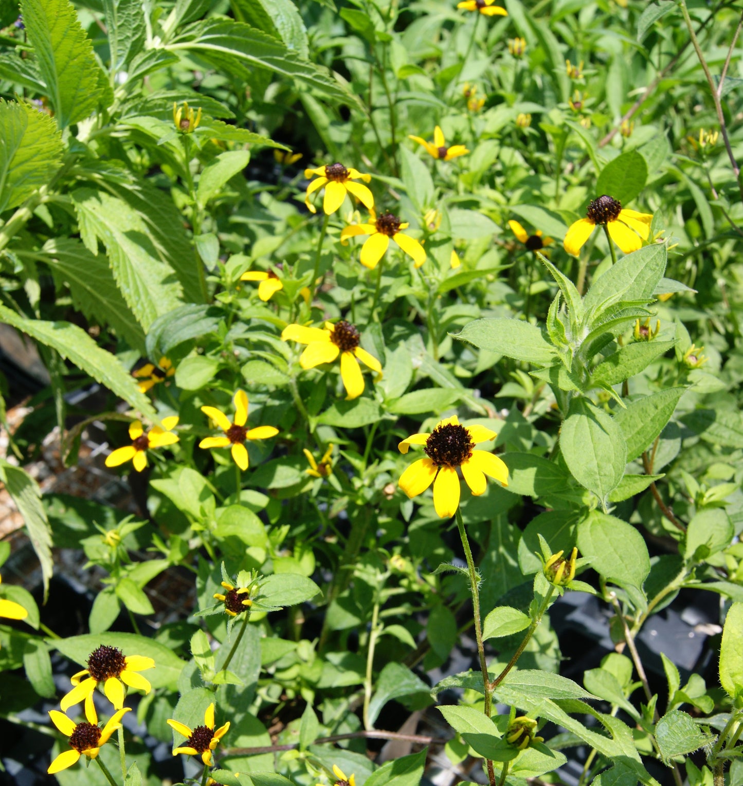 Brown-eyed Susan/ Coneflower, Three-Leaved (Rudbeckia)