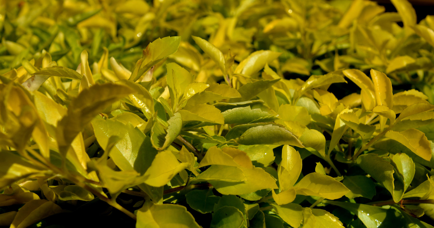Joseph's Coat (Alternanthera)