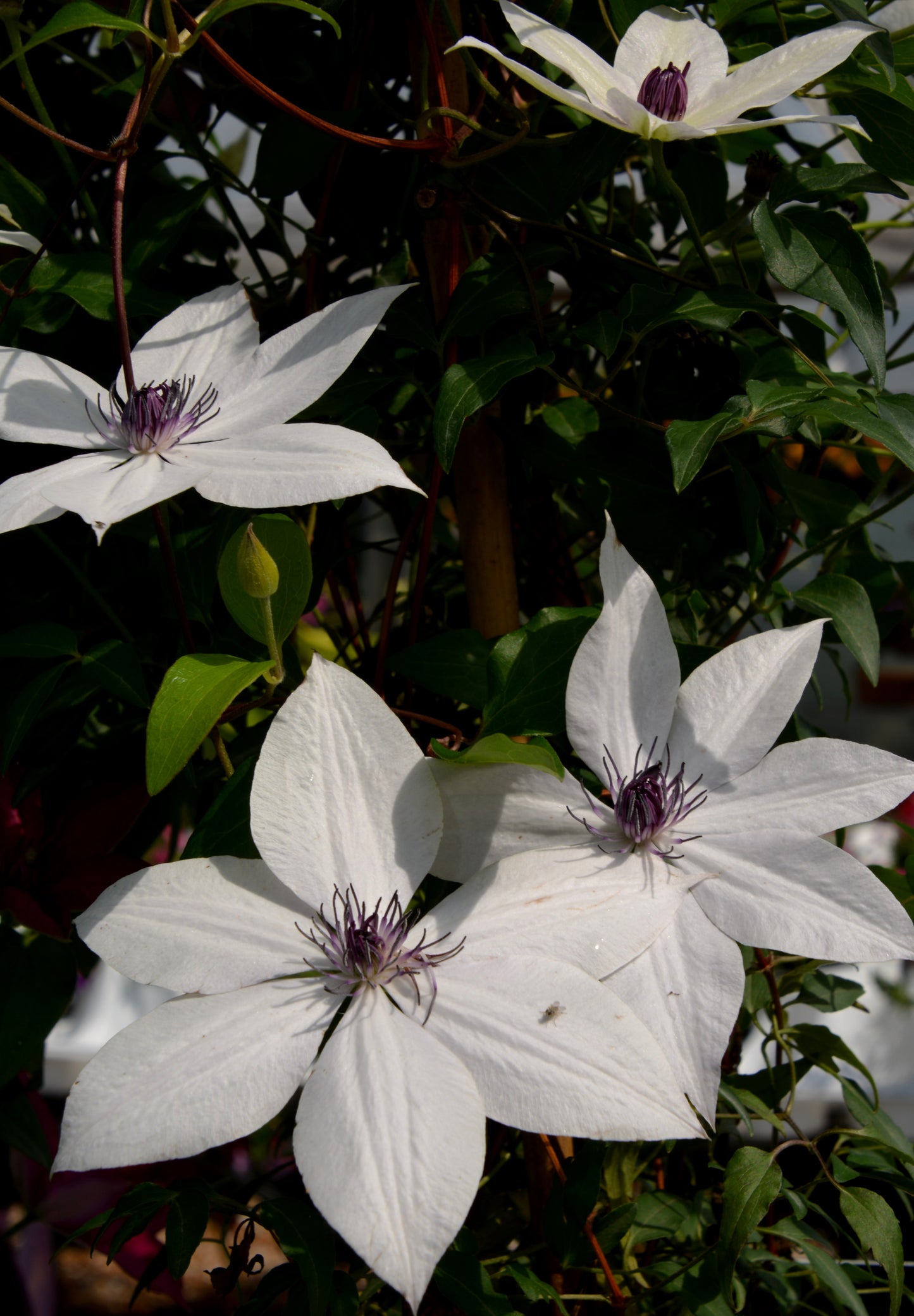 Vine, Clematis Boulevard Compact Patio 'Tsukiko' (Clematis)
