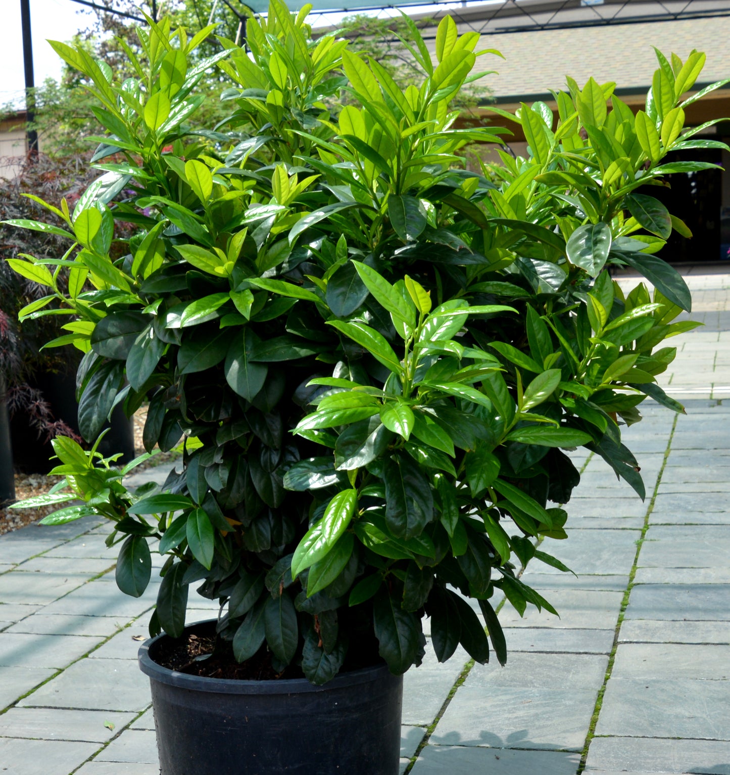 Laurel, English Cherry 'Chestnut Hill' (Prunus)