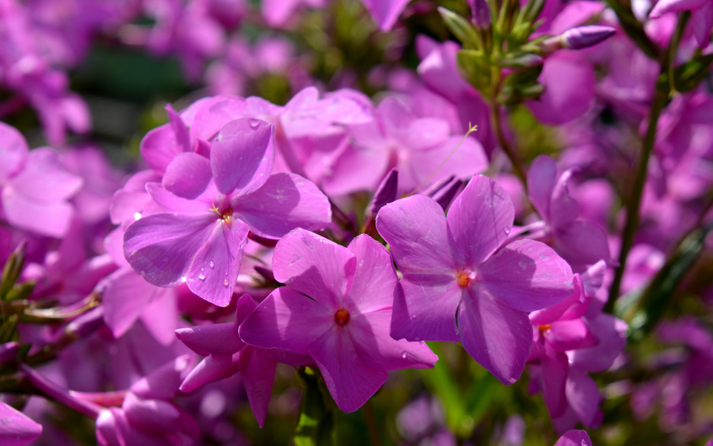 Phlox, Tall Garden Hybrid 'Opening Act Ultrapink' (Phlox)