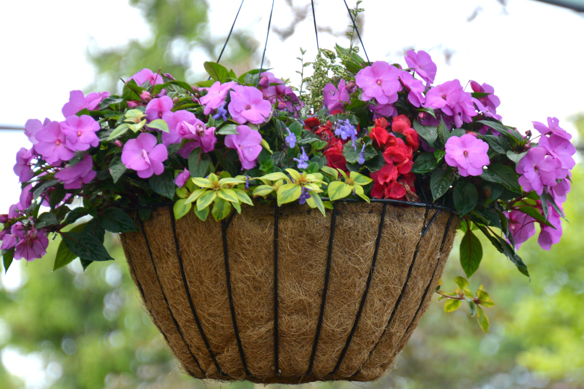 Hanging Basket, Flowering Combo Mix, SHADE