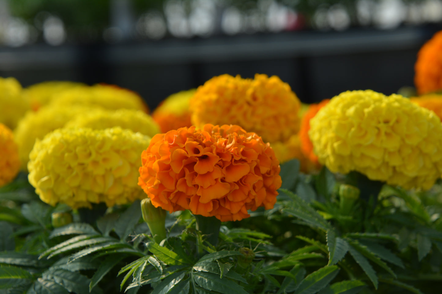 Marigolds, African Taishan Series (Tagetes)