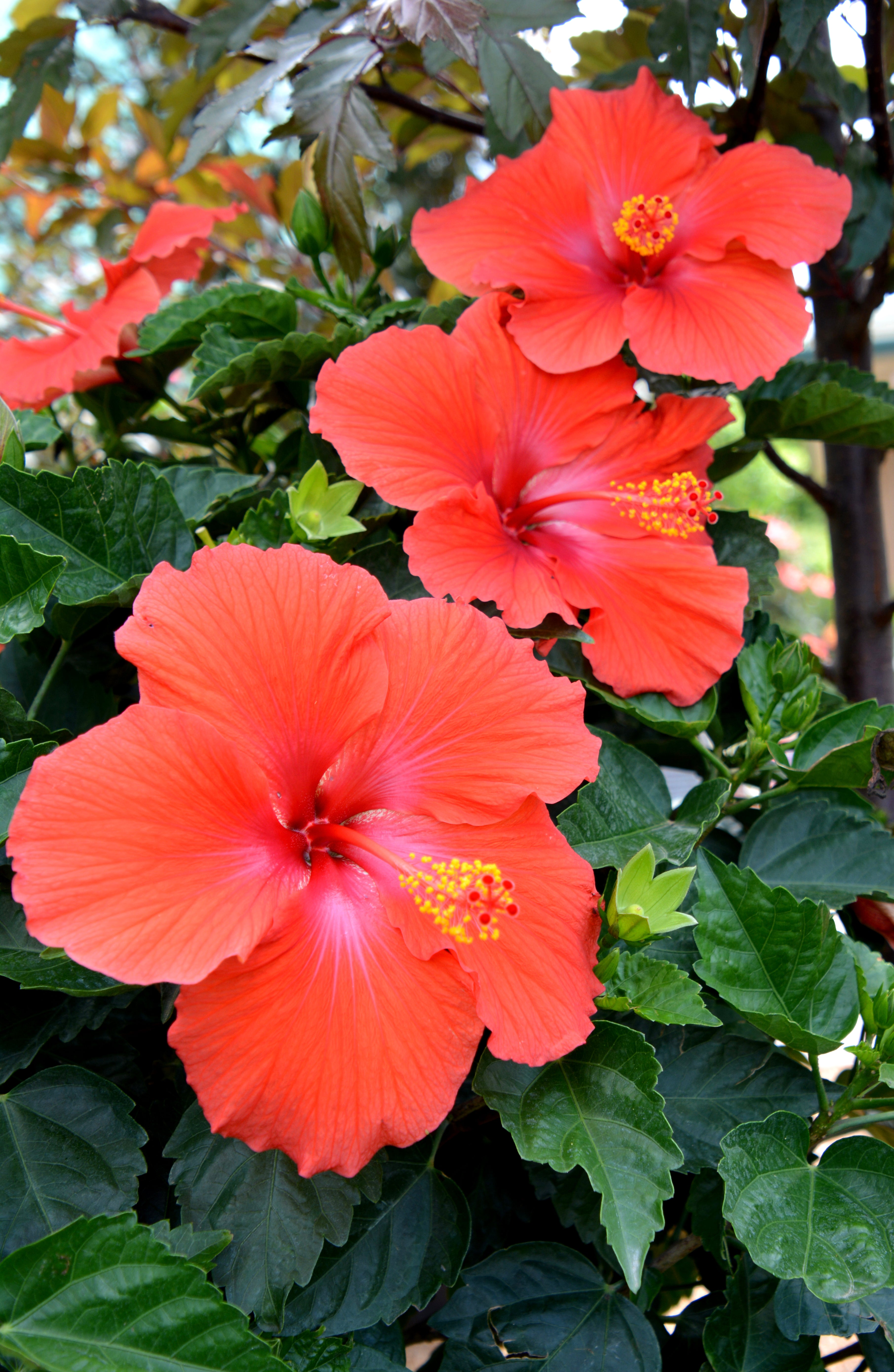 Hibiscus, Hawaiian / China Rose 