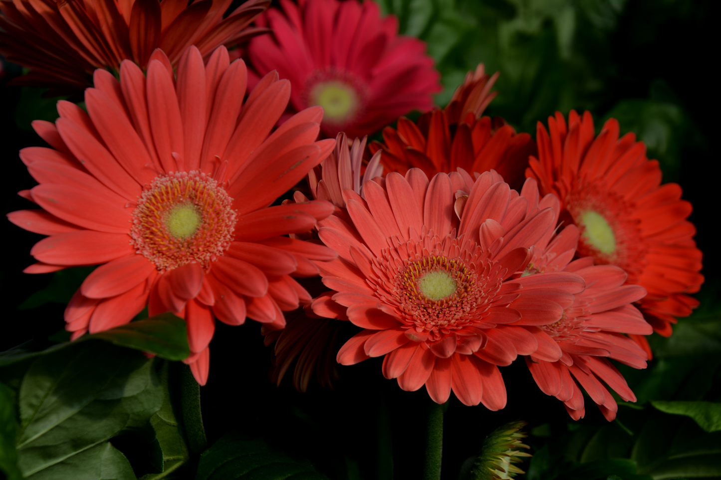 Daisy, Gerber (Gerbera)