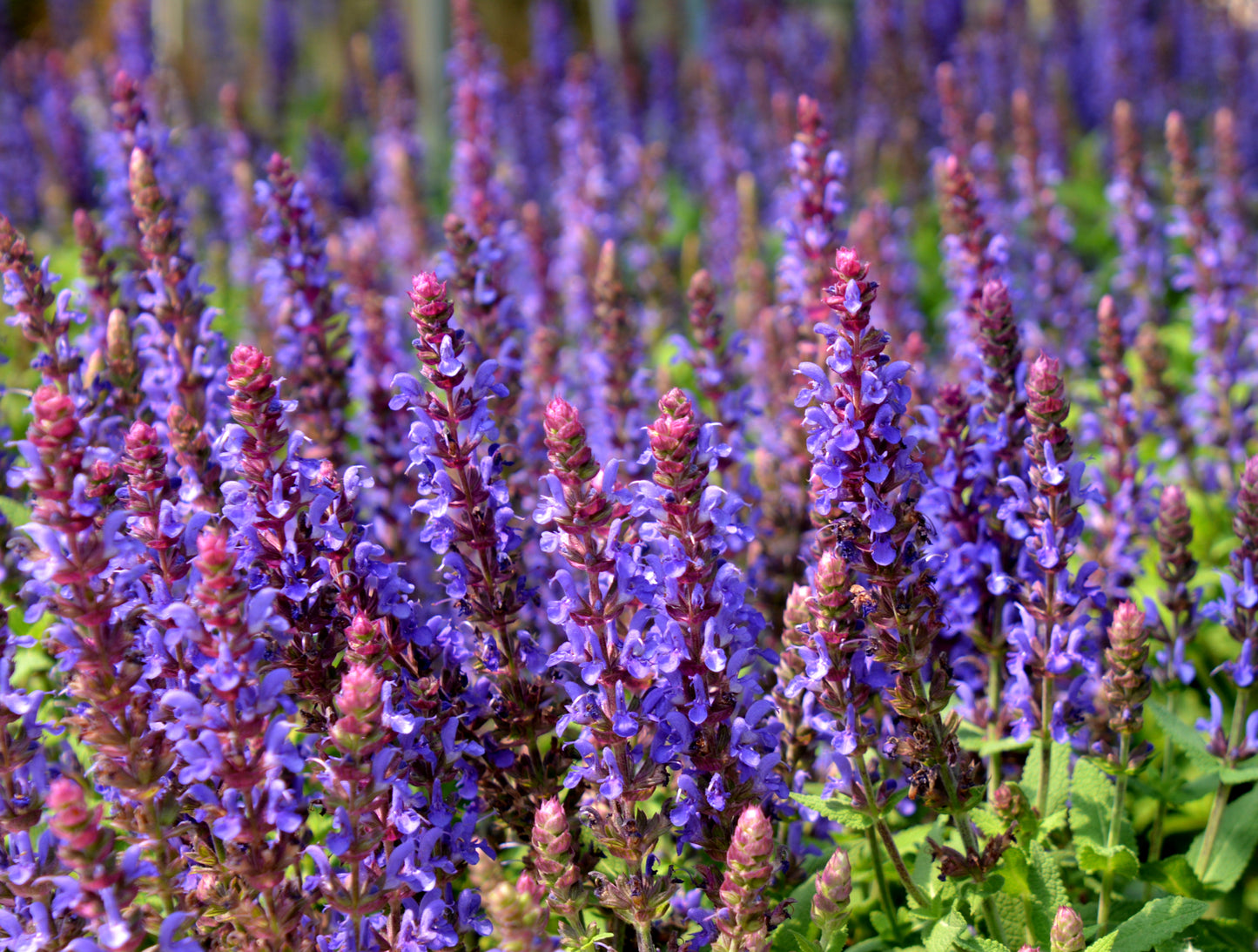 Sage, Woodland/ Meadow Dwarf 'Sensation Sky Blue' (Salvia)