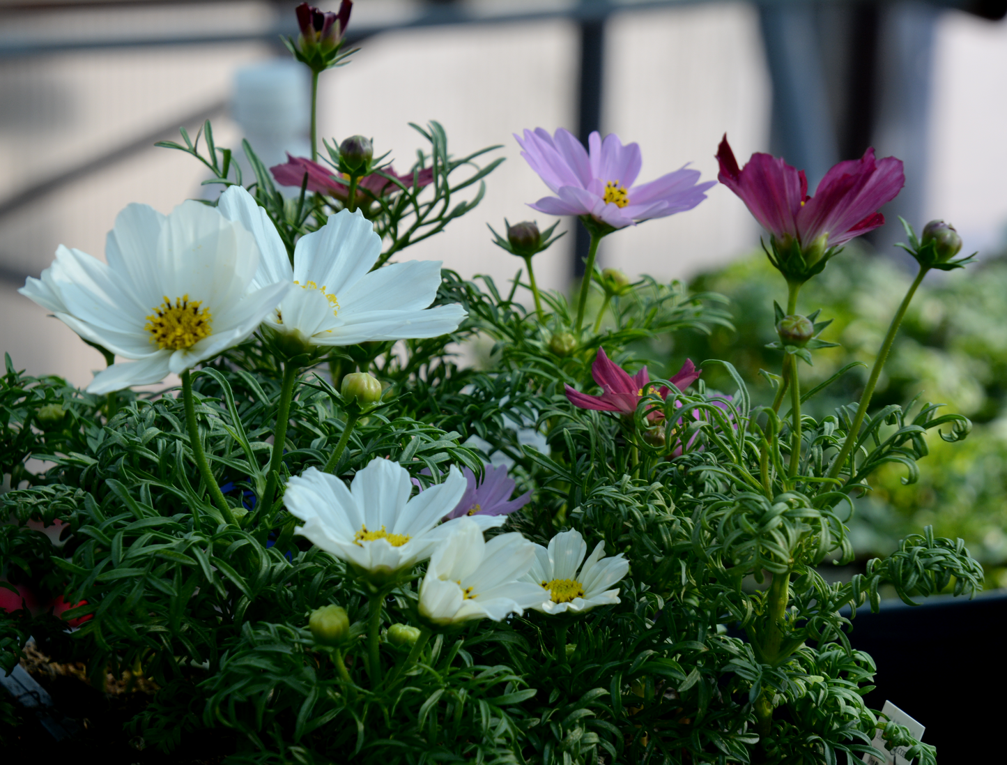 Aster, Mexican (Cosmos)