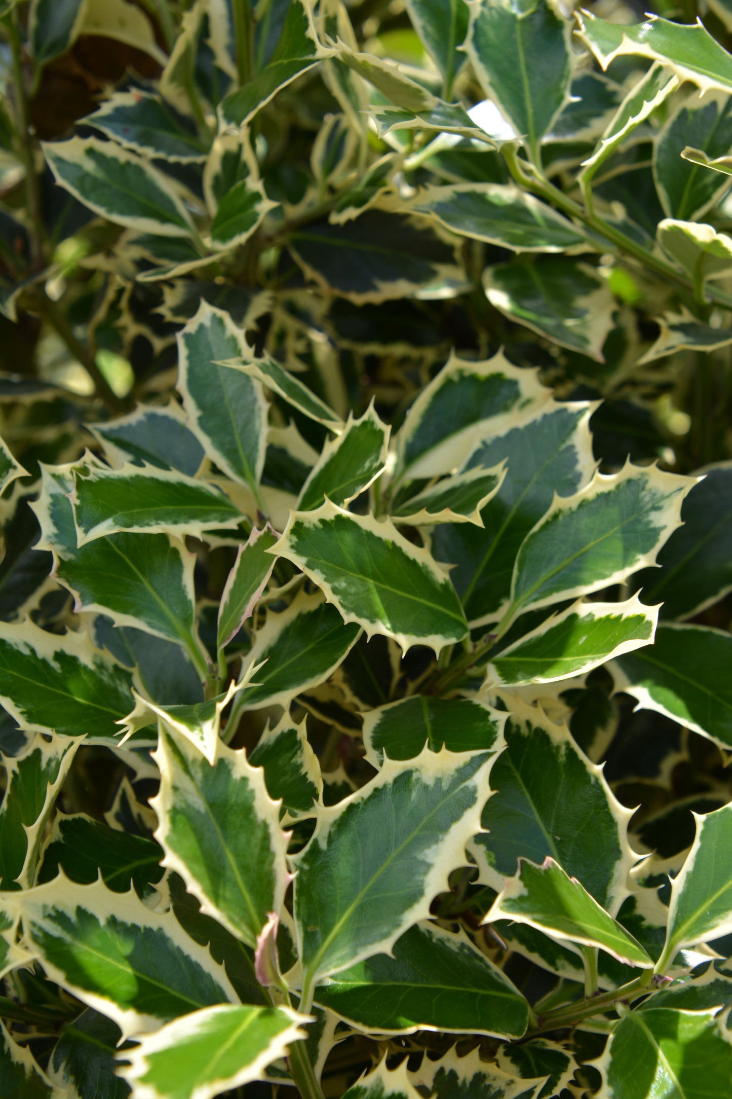 Holly, Blue Variegated, Female 'Honey Maid' (Ilex) Pyramidal
