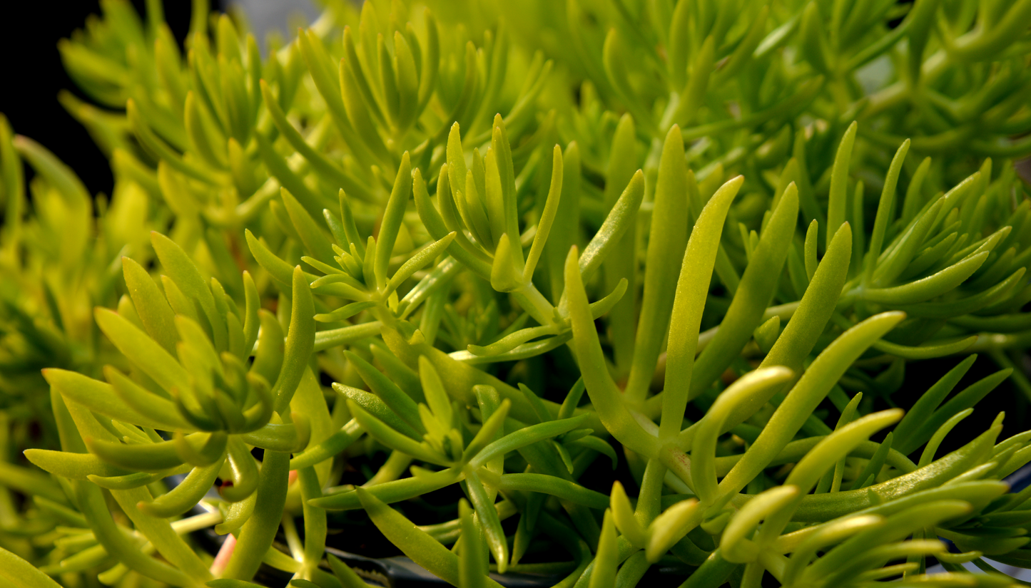 Stonecrop, Mexican 'Lemon Coral' (Sedum)