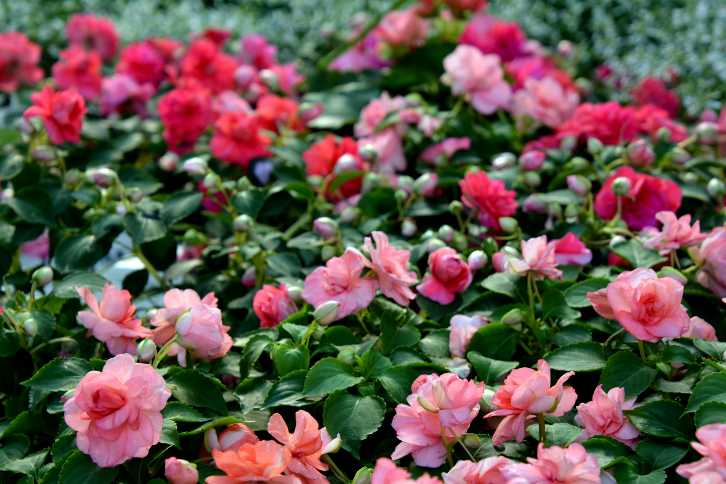 Impatiens, Double Varieties (Impatiens)