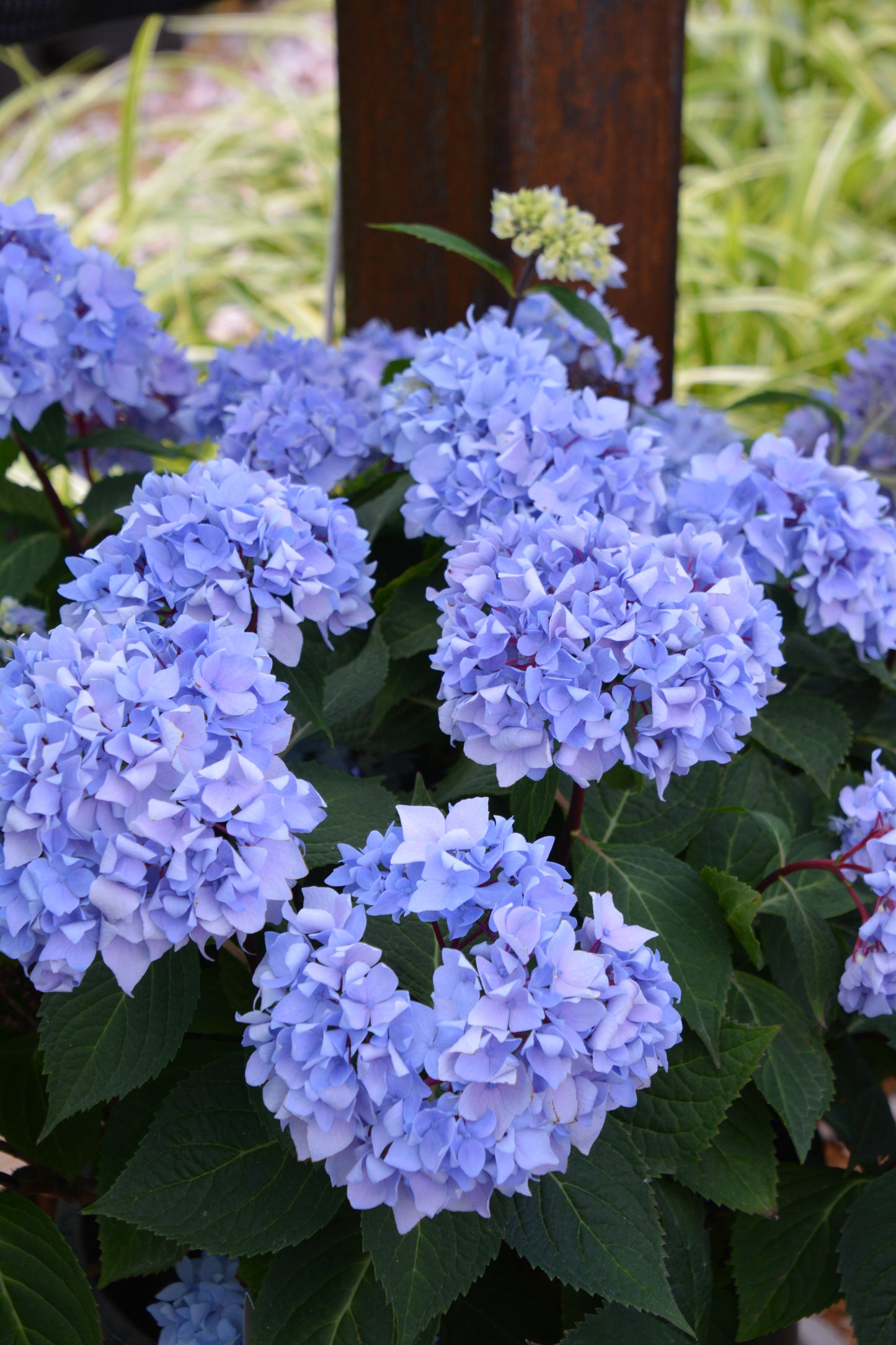 Hydrangea, Big-leaf Mophead 'Endless Summer' (Hydrangea)