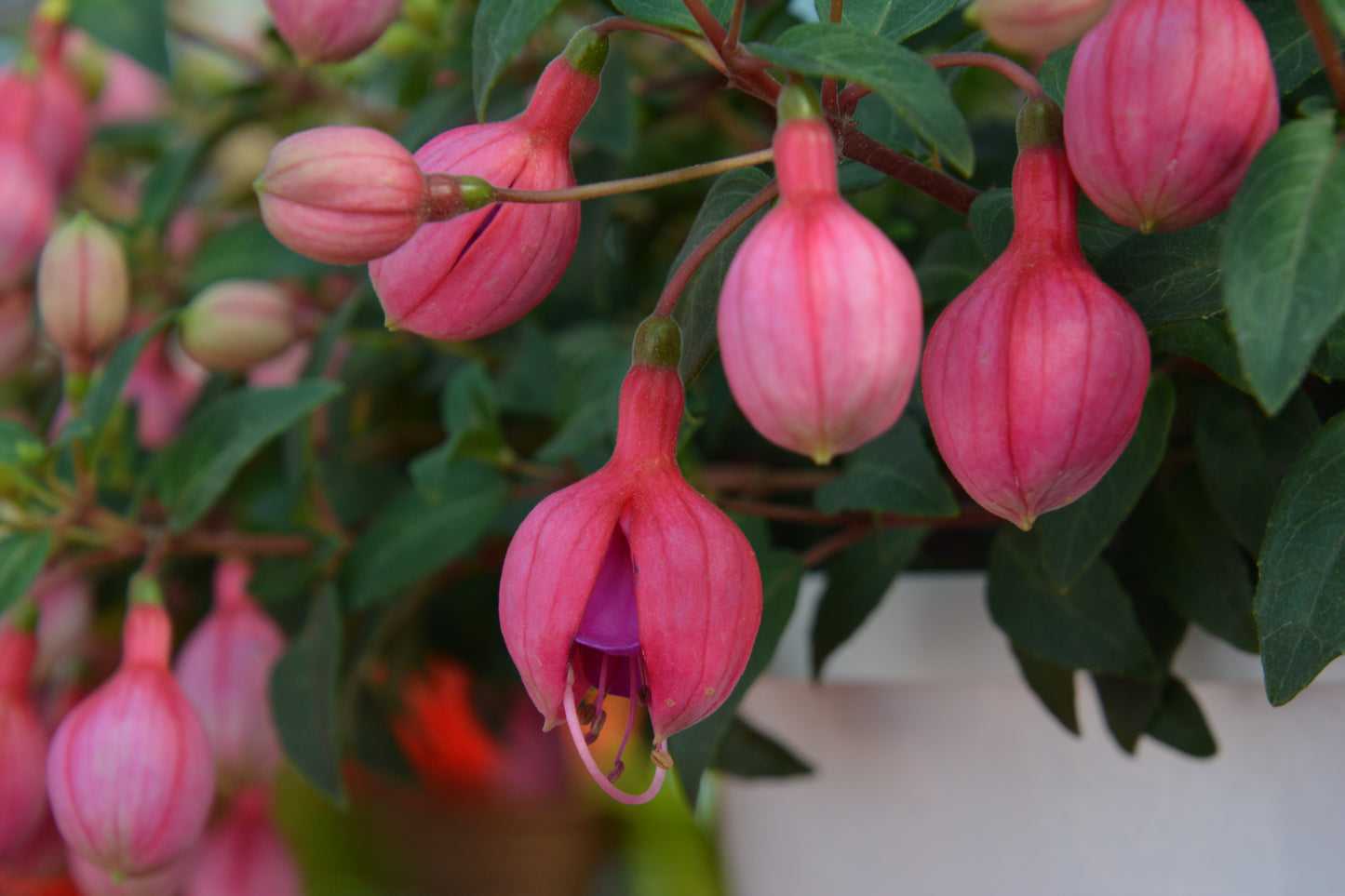 Lady's Eardrops / Firecracker Varieties (Fuchsia)