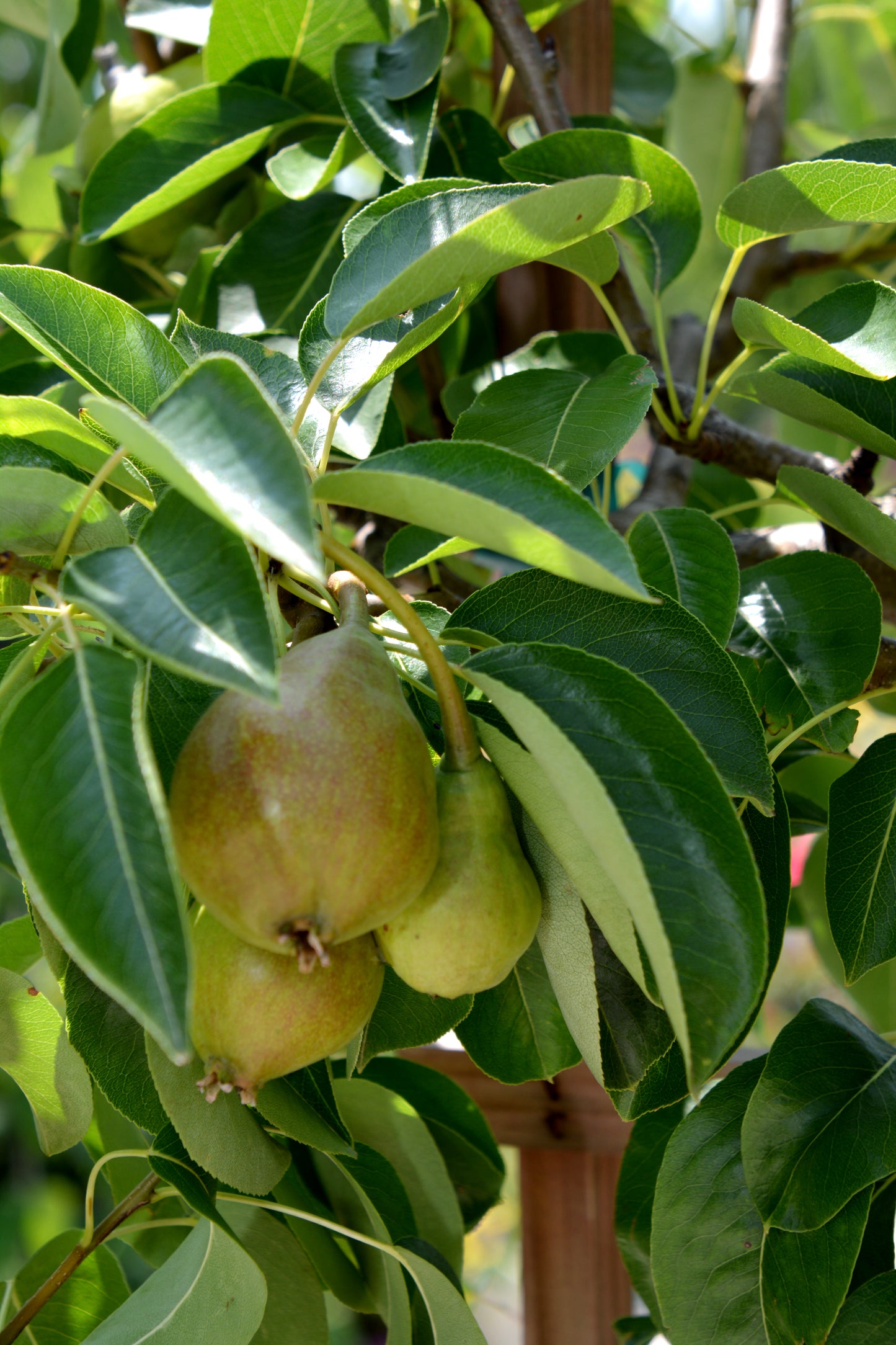 Pear, Comice (Pyrus) Espalier
