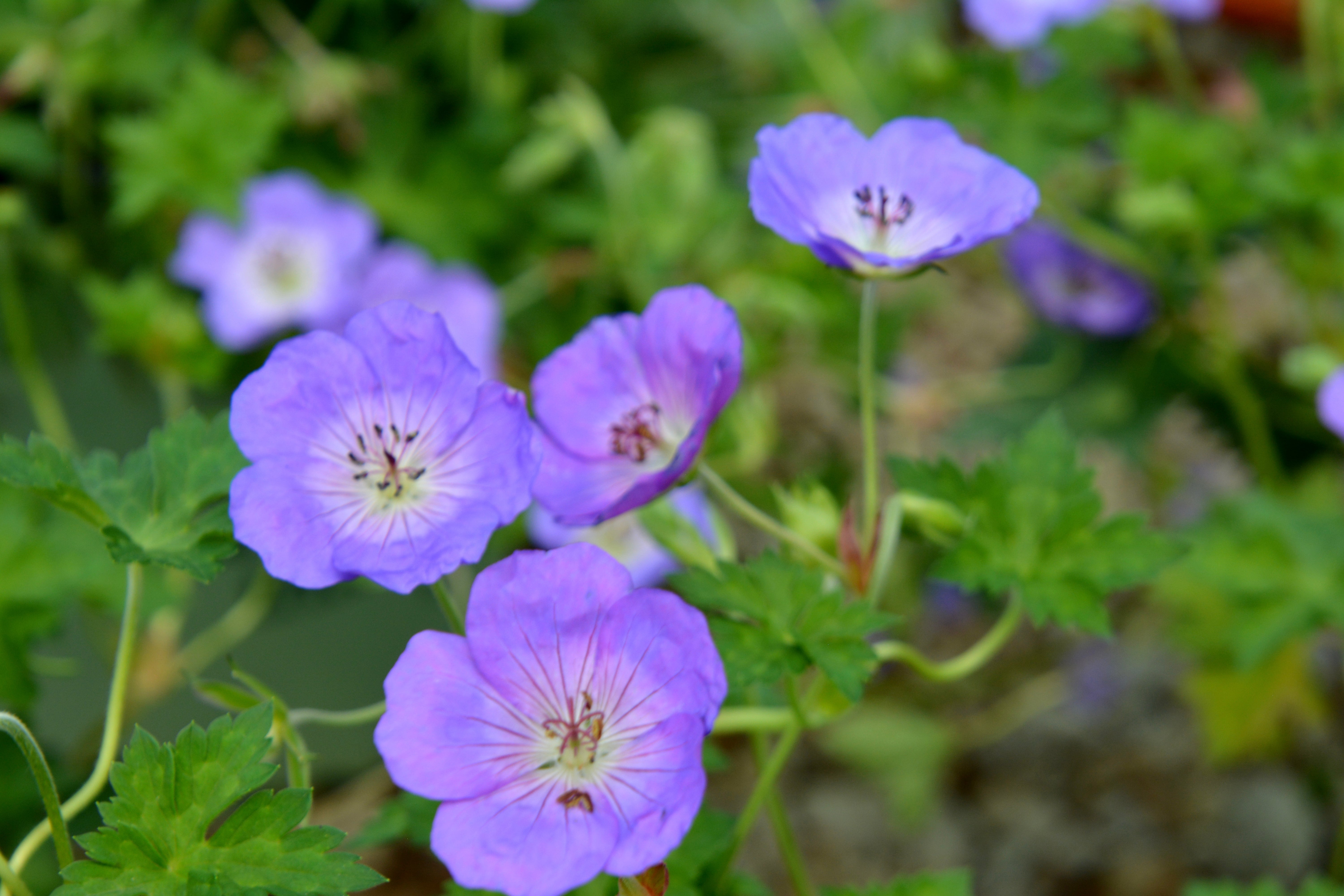 Cranesbill / Hardy Geranium 'Azure Rush' (Geranium) – Passiglia