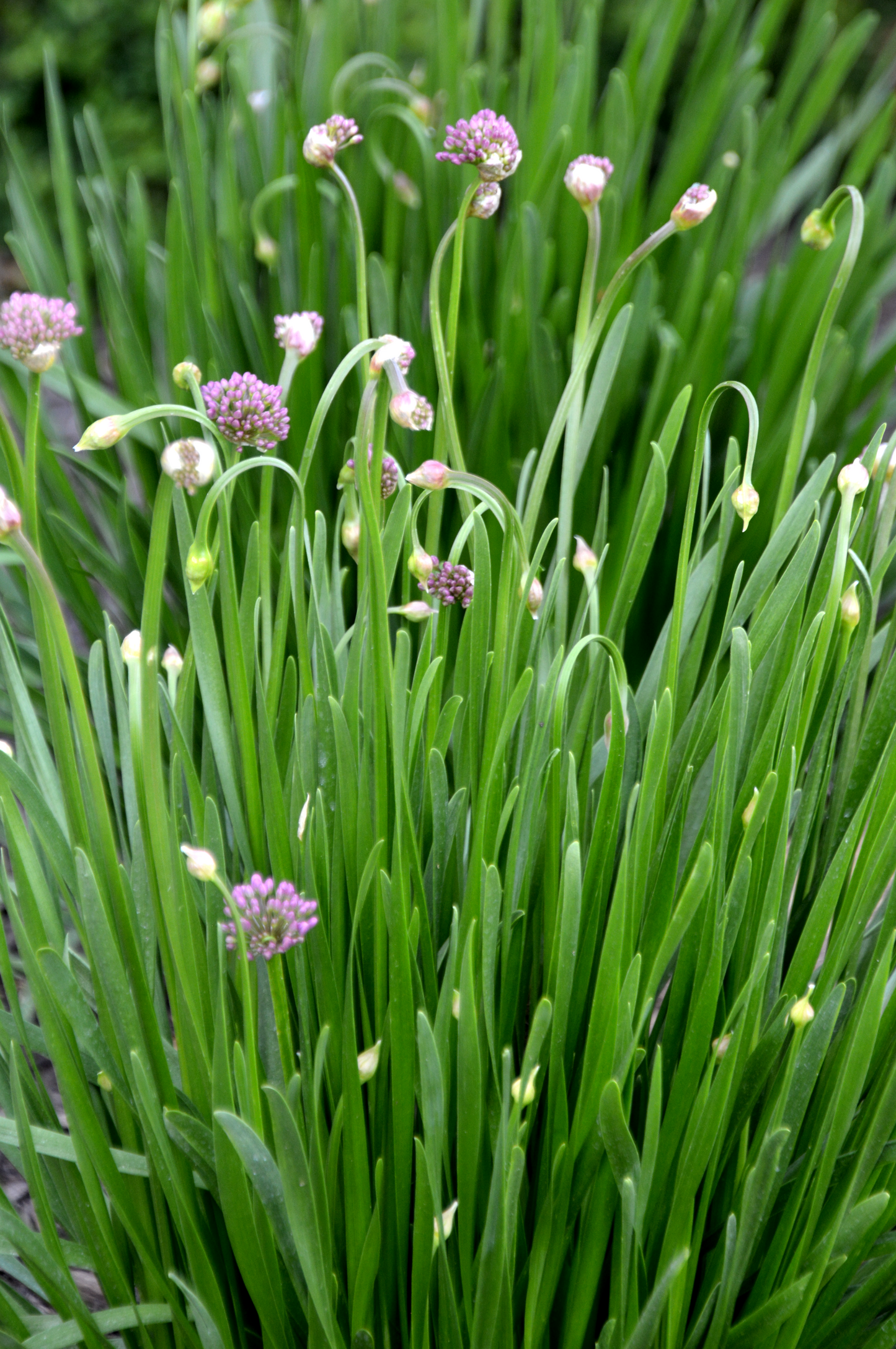 Onion, Ornamental 'Millenium' (Allium)