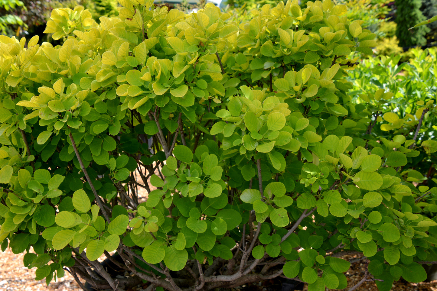 Smokebush 'Golden Spirit' (Cotinus) Patio Tree