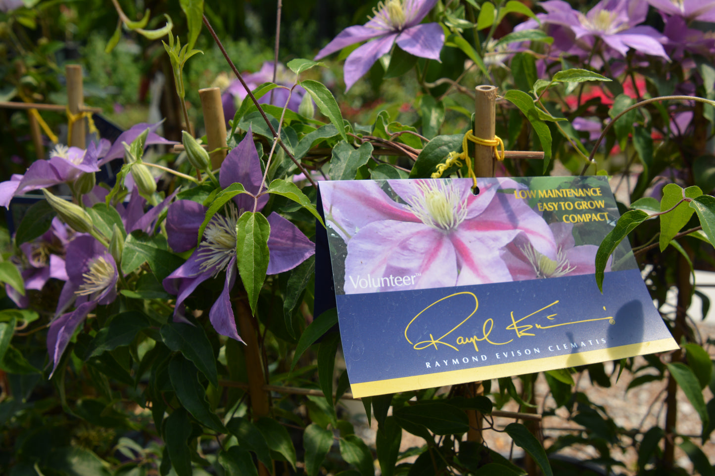 Vine, Clematis Boulevard Compact Patio 'Volunteer' (Clematis)