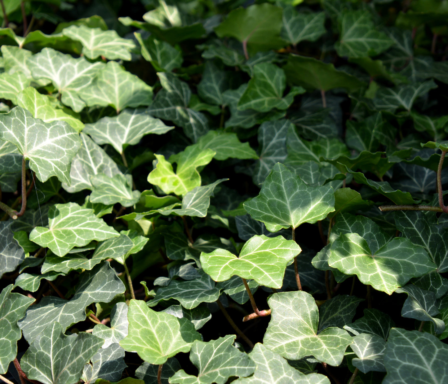 Ivy, English 'Baltica' (Hedera)