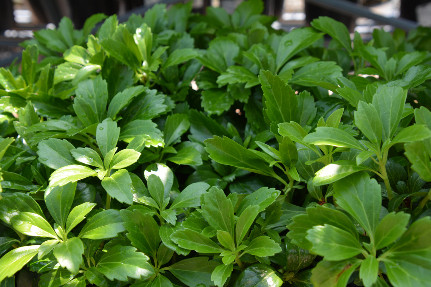 Spruge, Japanese 'Green Sheen' (Pachysandra)