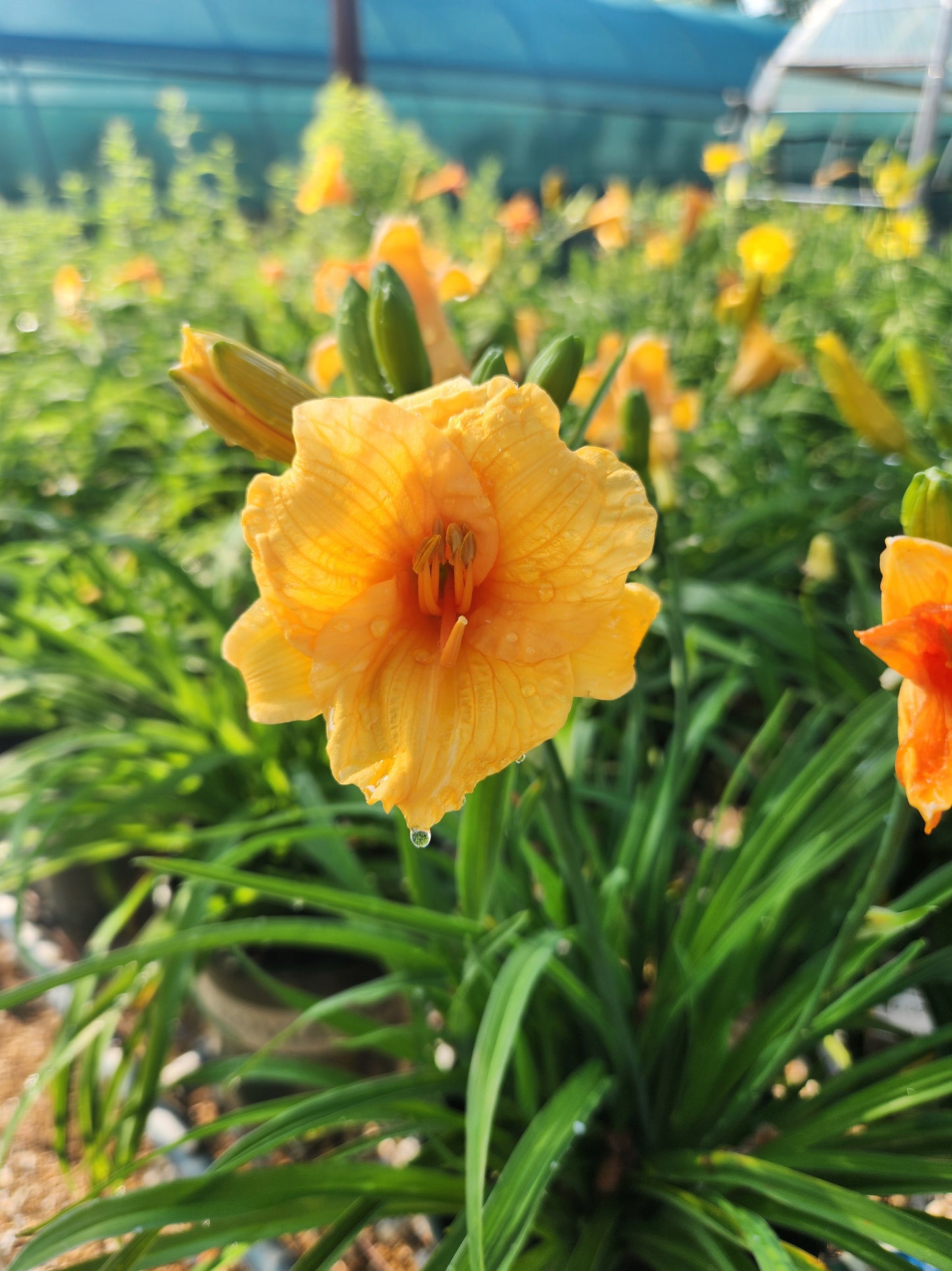Daylily 'Endlesslily Orange' (Hemerocallis)
