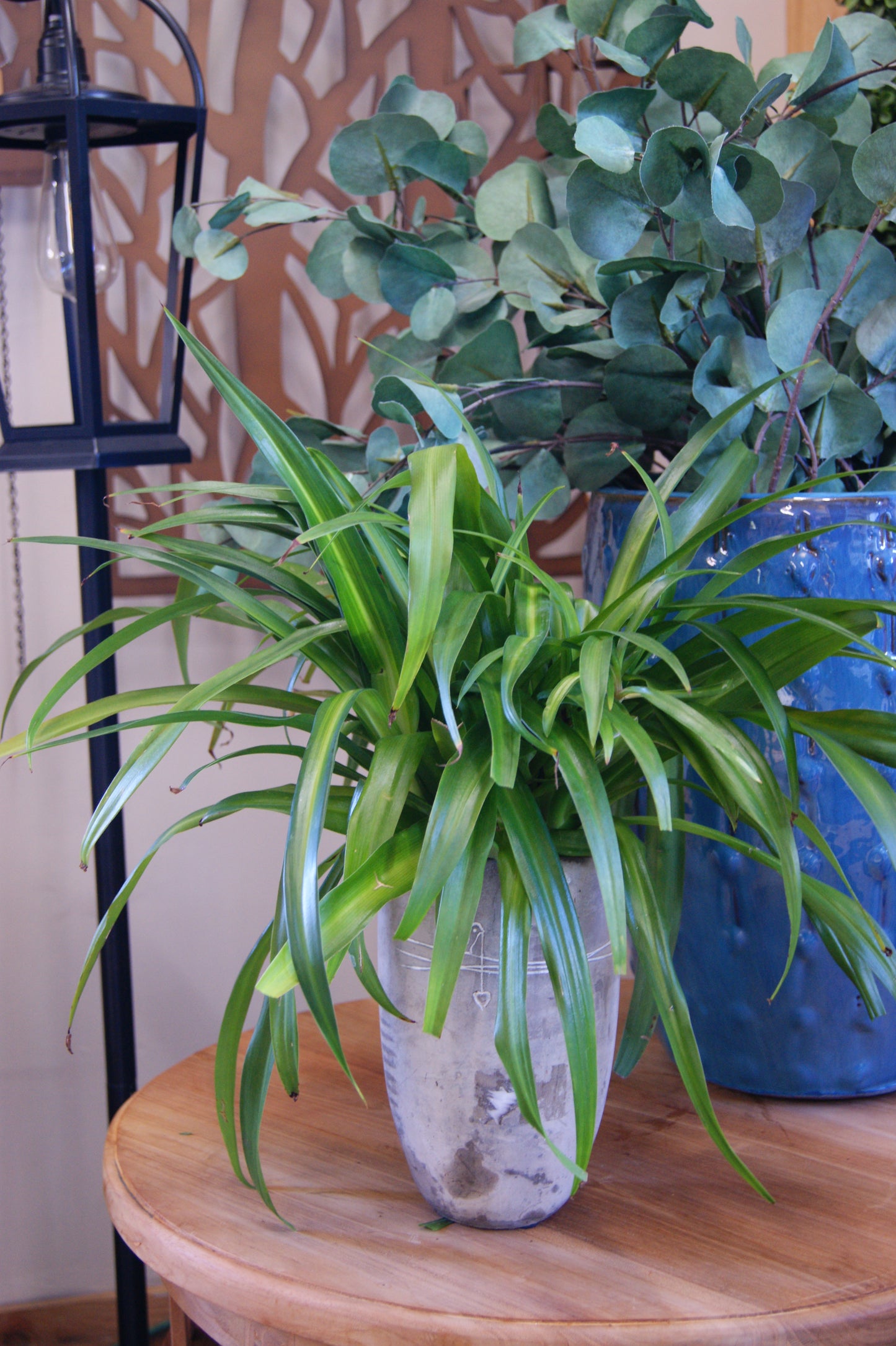 Spider Plant, Variegated 'Vittatum' (Chlorophytum)