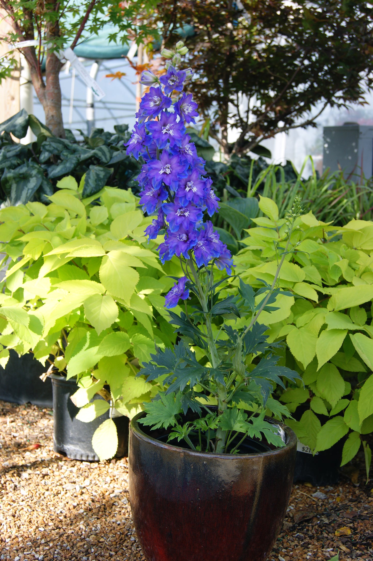 Larkspur, Giant 'Delgenius Kingsley' (Delphinium)