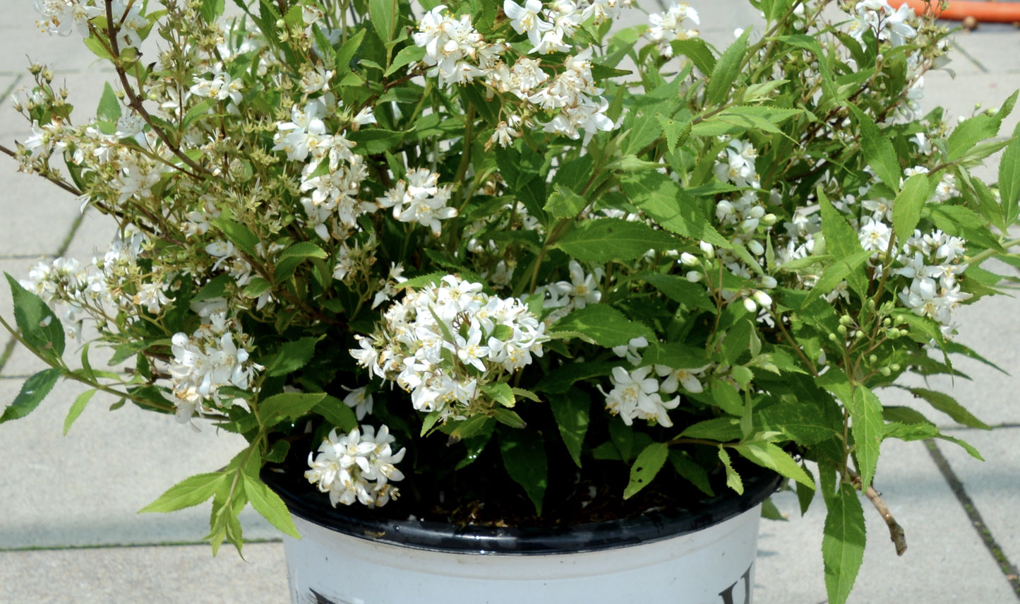 Deutzia, Slender 'Nikko' (Deutzia)