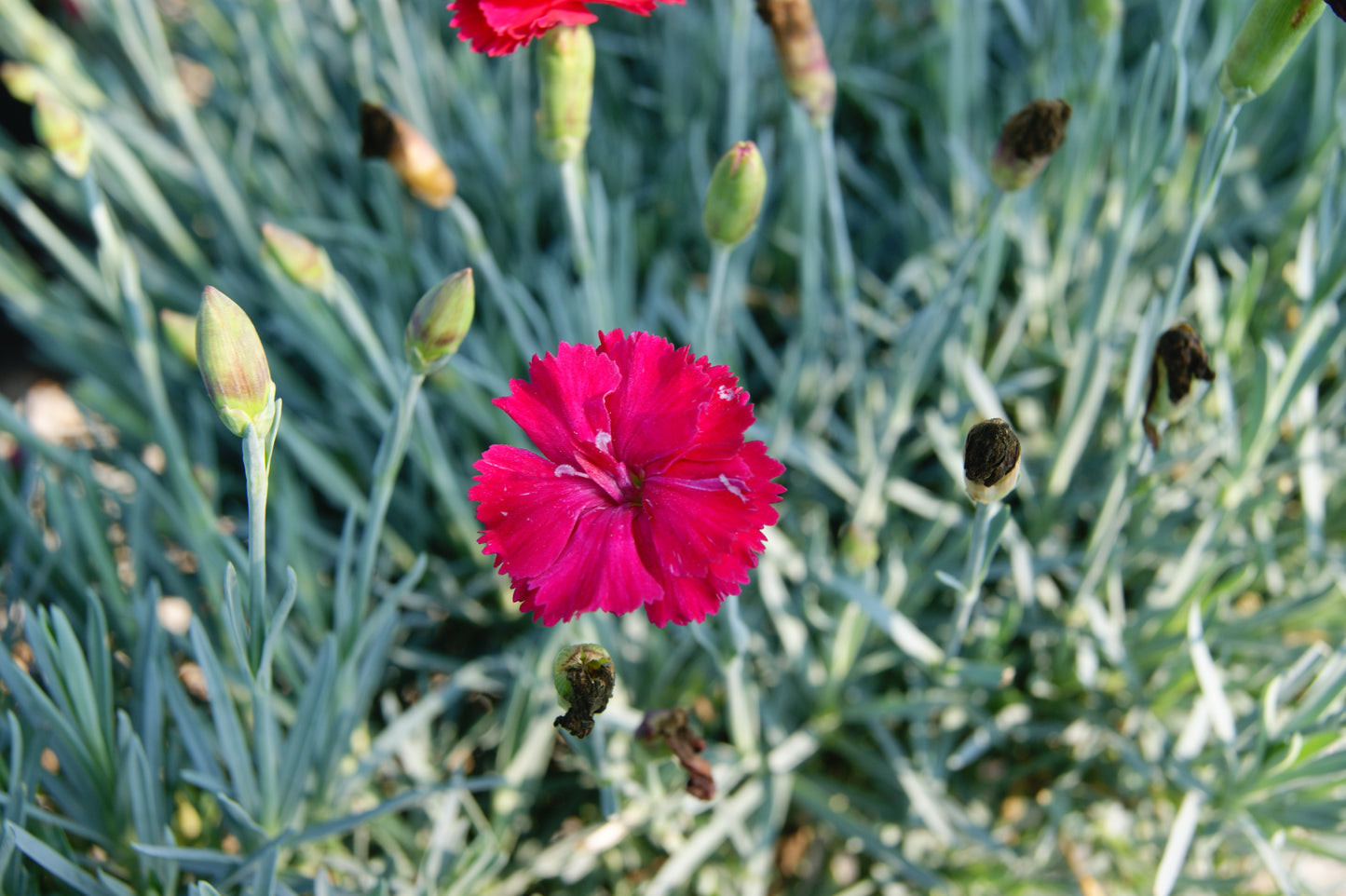Pinks, Carnation Allwood Garden 'Frosty Fire' (Dianthus)