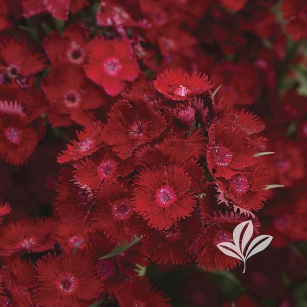 Pinks, Carnation Sweet William 'Rockin Red' (Dianthus)