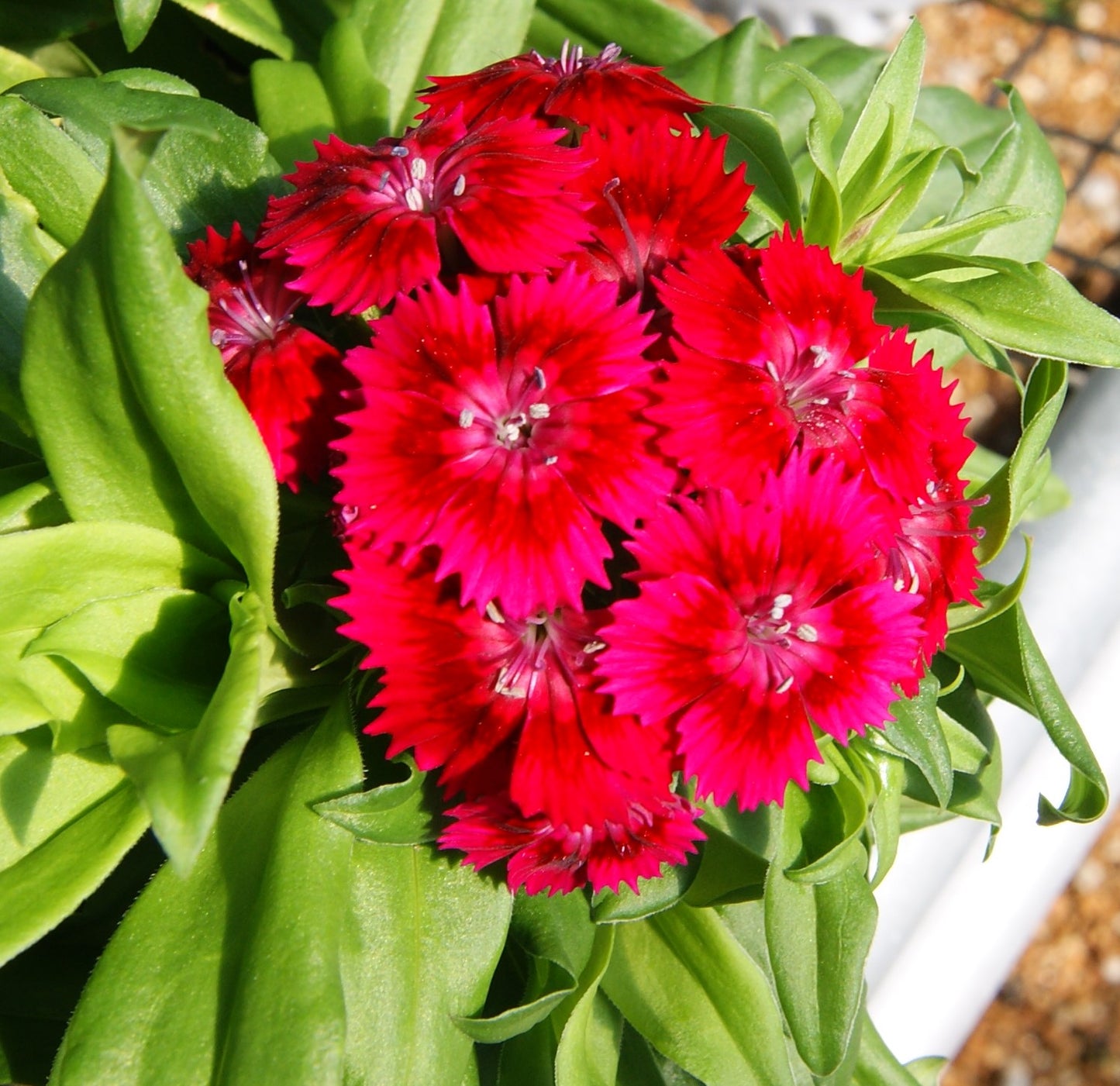 Pinks, Carnation Sweet William 'Rockin Red' (Dianthus)