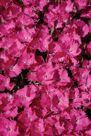 Pinks, Carnation 'Vivid Bright Light' (Dianthus)