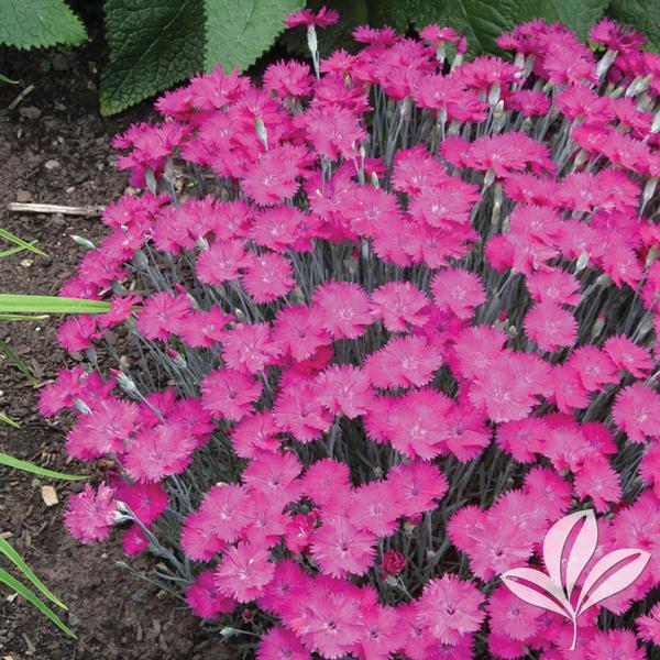 Pinks, Carnation Alpine 'Star Single Neon Star' (Dianthus)