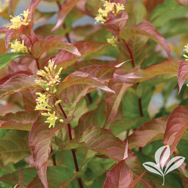Honeysuckle, Bush 'Kodiak Orange' (Diervilla)