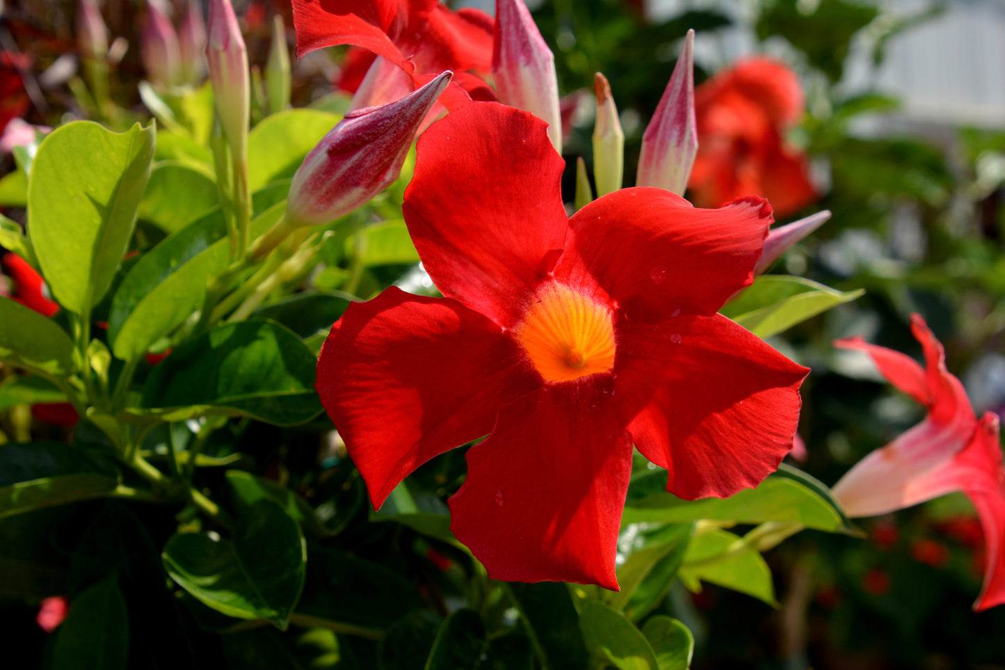 Dipladenia (Mandevilla)