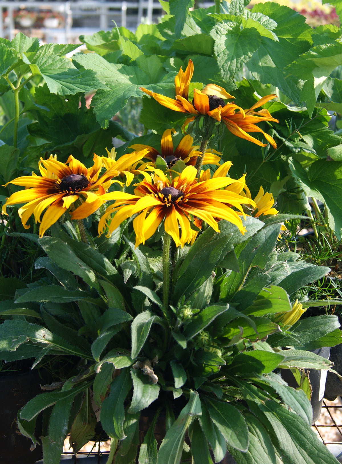 Echinacea/ Rudbeckia Cross, 'Summerina' (Echibeckia)