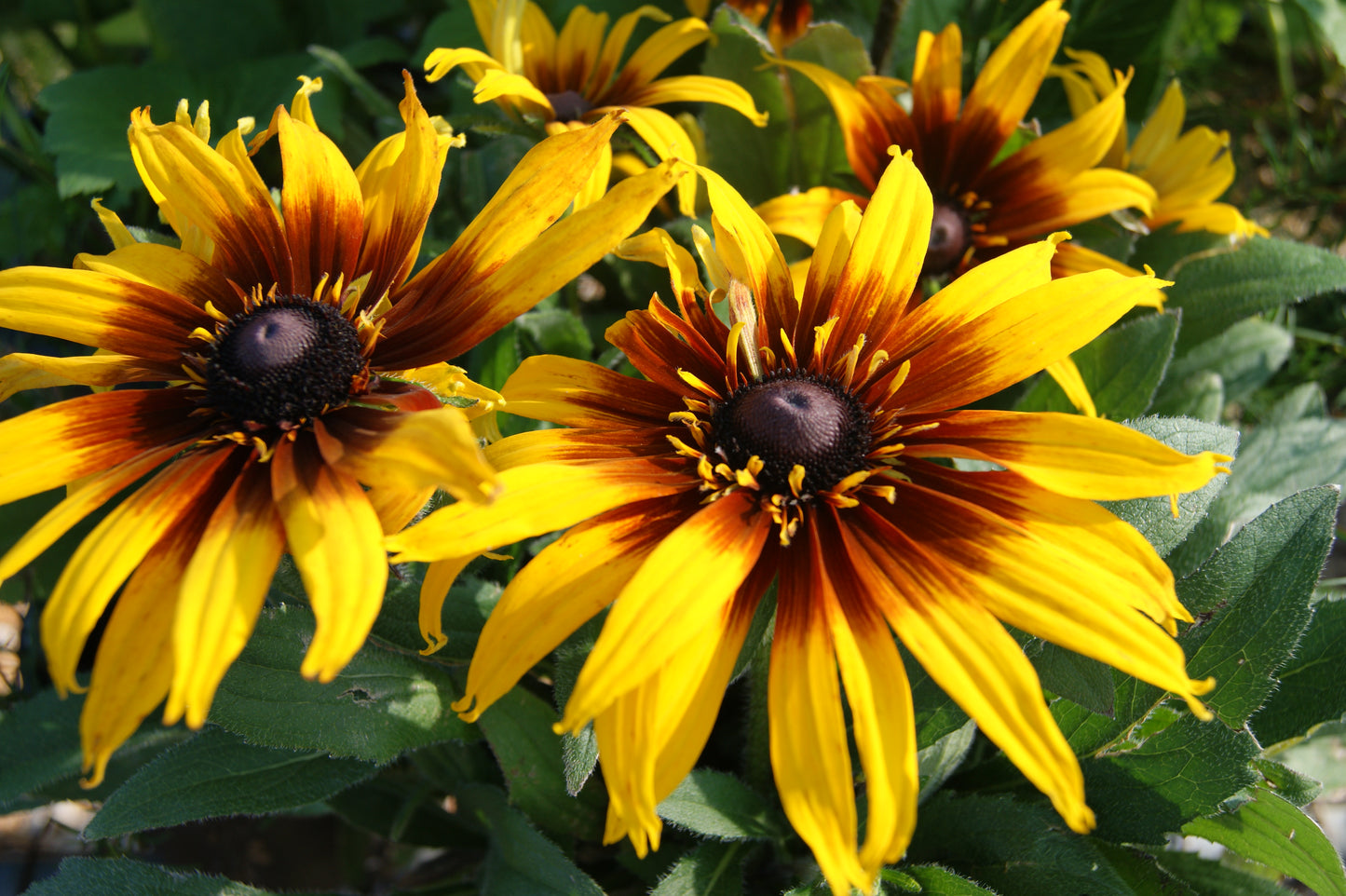 Echinacea/ Rudbeckia Cross, 'Summerina' (Echibeckia)