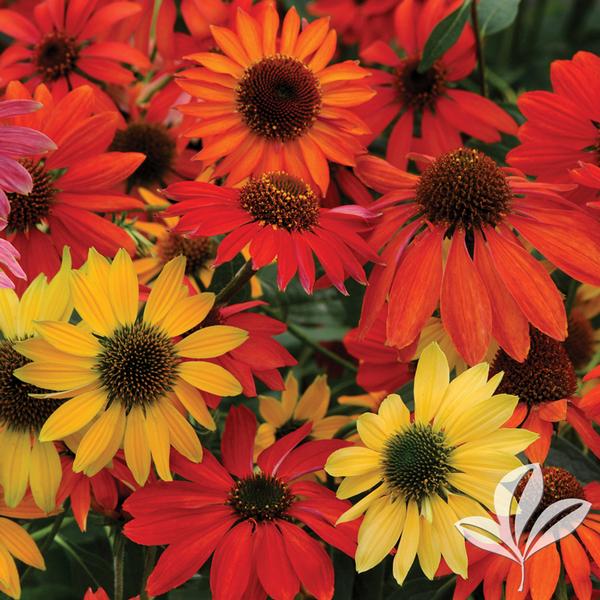 Coneflower, 'Cheyenne Spirit' (Echinacea)