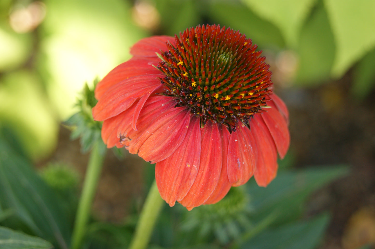 Coneflower, 'Sombrero Hot Coral' (Echinacea)