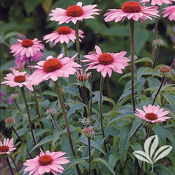Coneflower, Purple 'Magnus' (Echinacea)