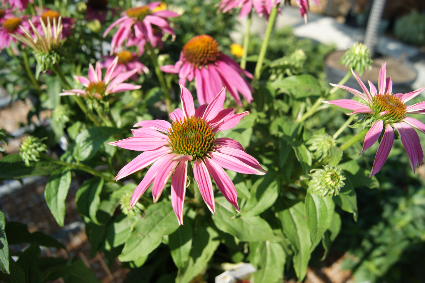 Coneflower, 'Pow Wow Wild Berry' (Echinacea)