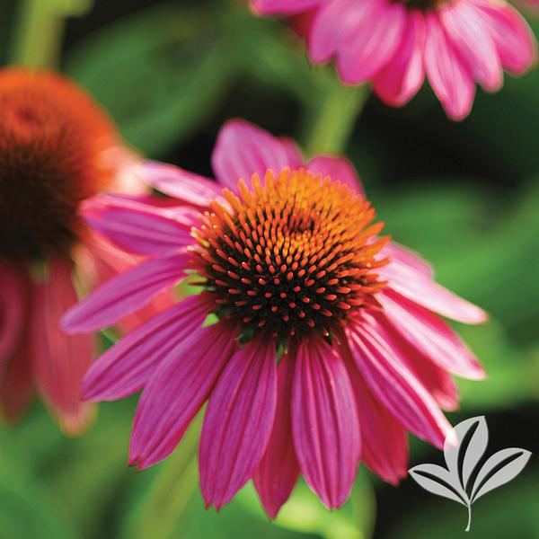 Coneflower, Dwarf 'Pow Wow Wild Berry' (Echinacea)