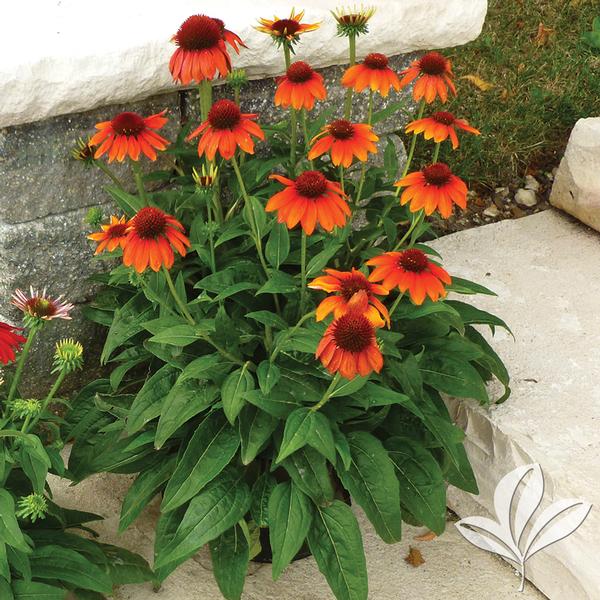 Coneflower, Dwarf 'Sombrero Flamenco Orange' (Echinacea)