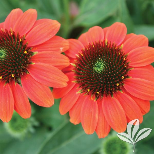 Coneflower, 'Sombrero Hot Coral' (Echinacea)